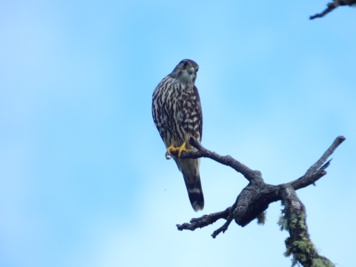 Merlin - ML645870173