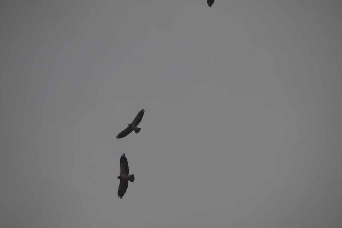 Свенсонов канюк - ML645870177