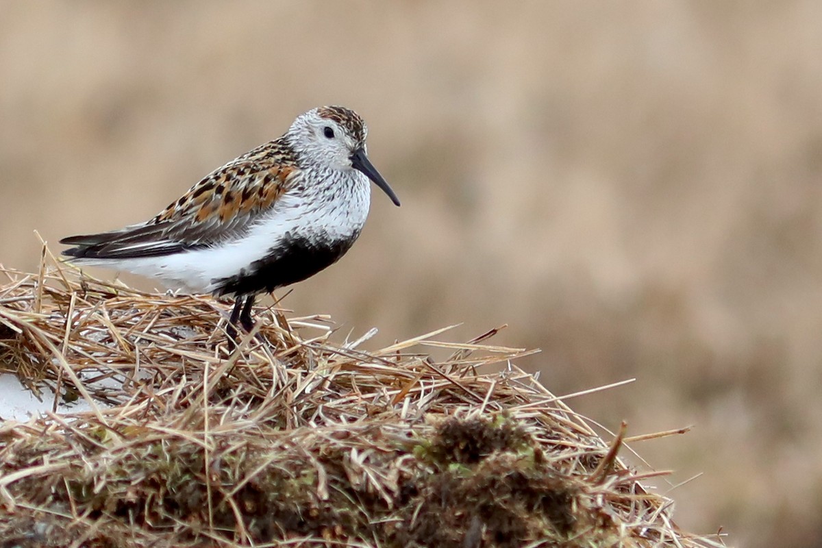 Bécasseau variable - ML645870178