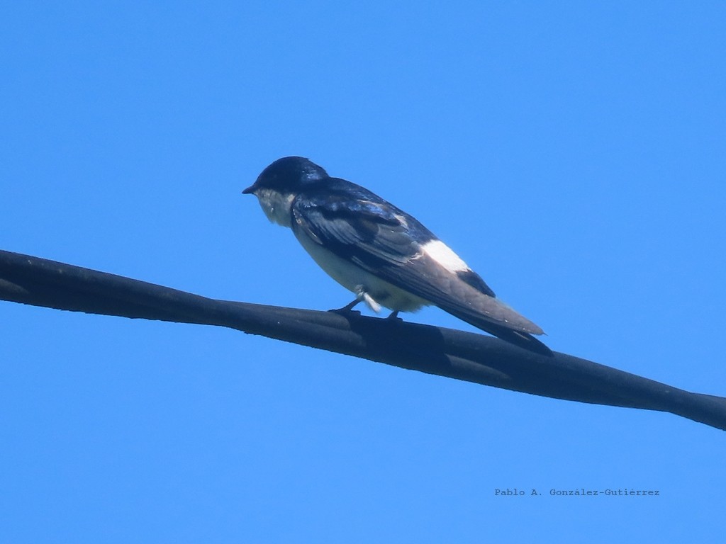 Chilean Swallow - ML645870183