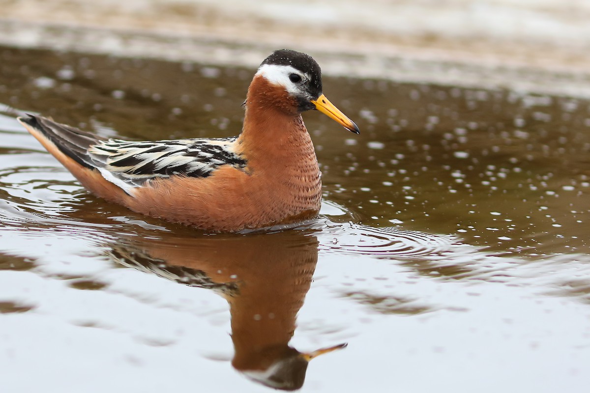 Phalarope à bec large - ML645870186