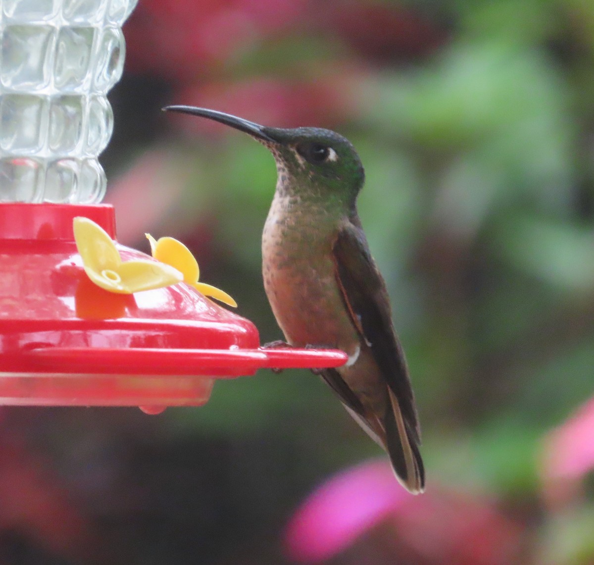 チャムネテリハチドリ - ML645870187