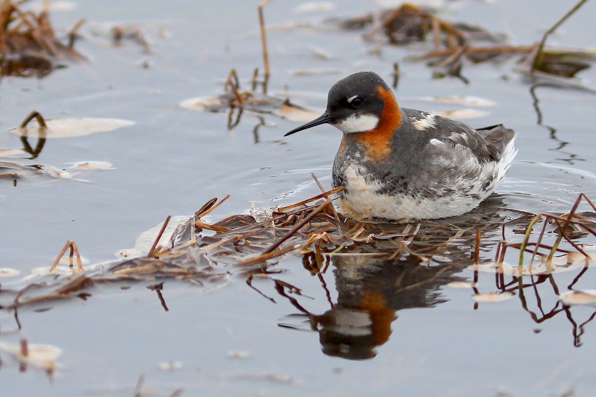 Phalarope à bec étroit - ML645870188