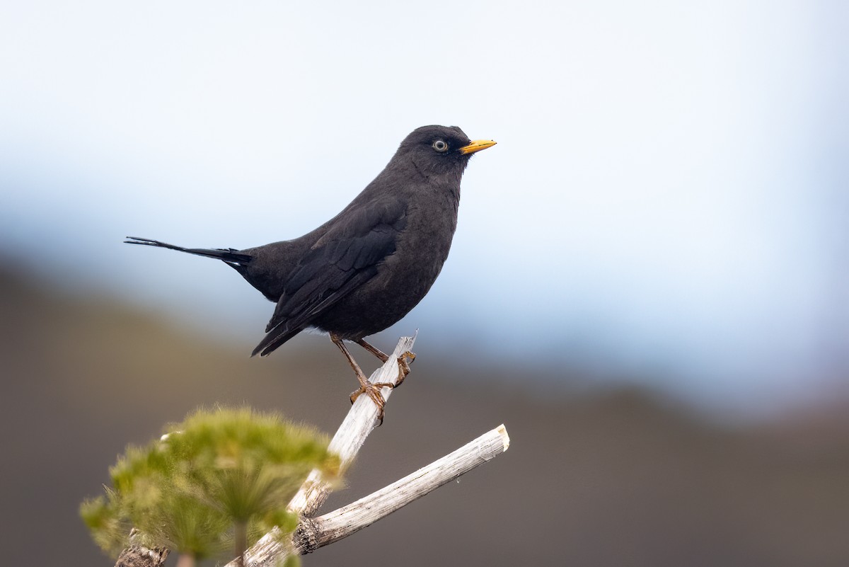 Merle fuligineux - ML645870189