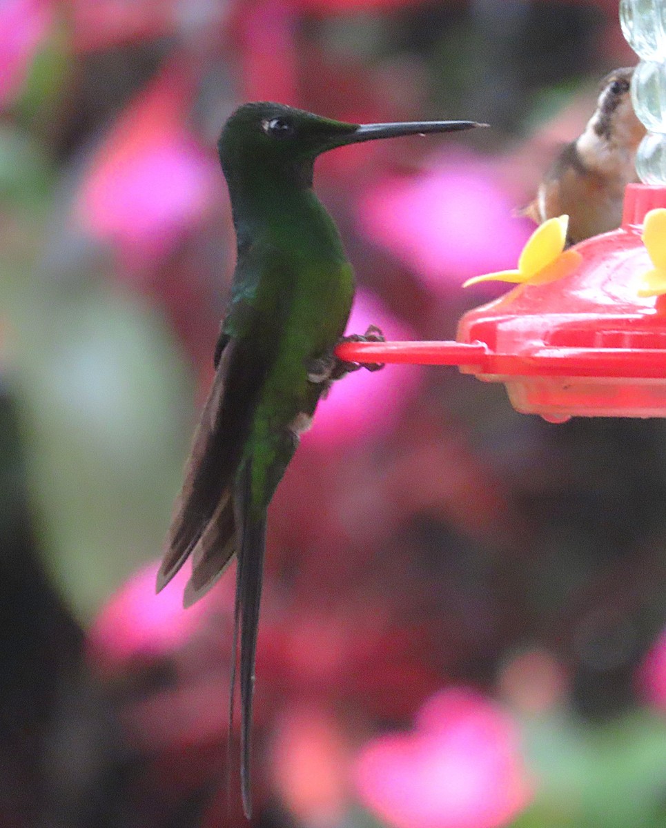 Empress Brilliant - ML645870190