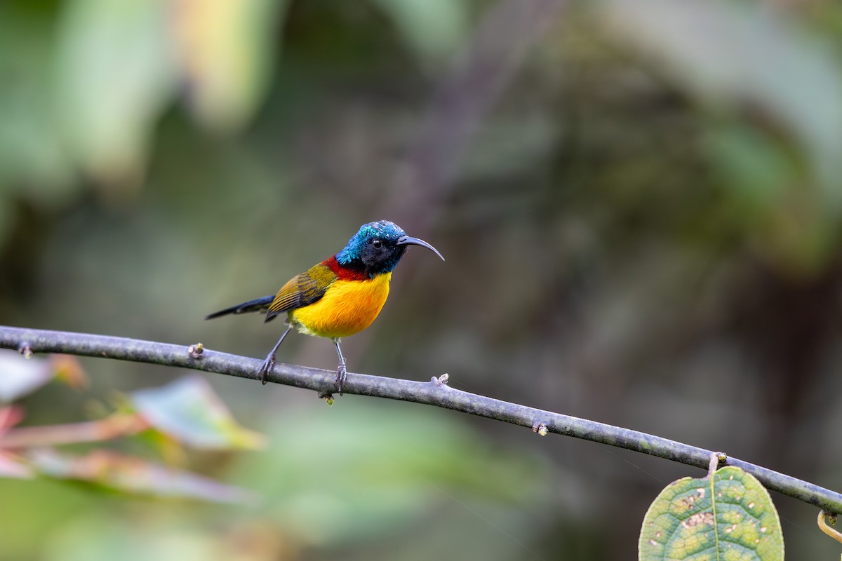 Green-tailed Sunbird - ML645870191