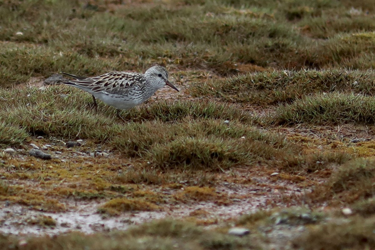 Bécasseau à croupion blanc - ML645870192