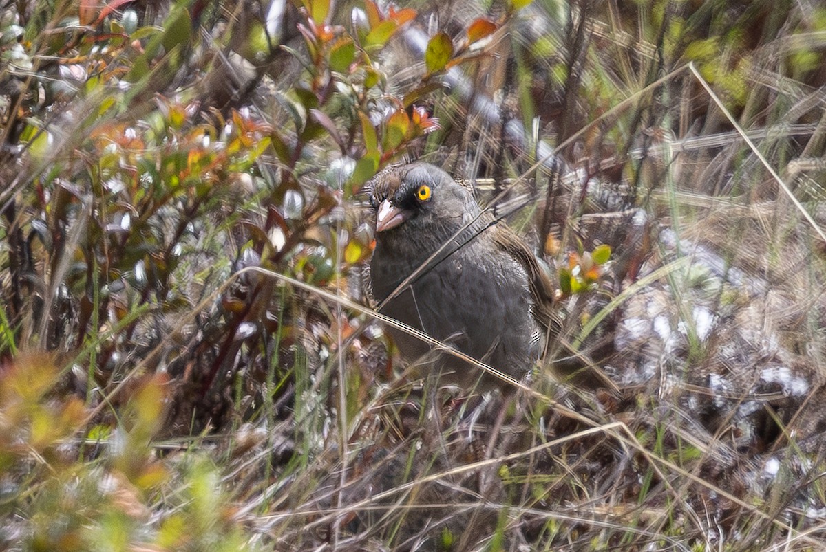 Volcano Junco - ML645870199