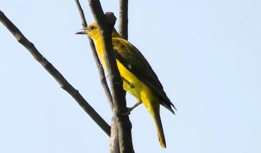 Indian Golden Oriole - ML645870201
