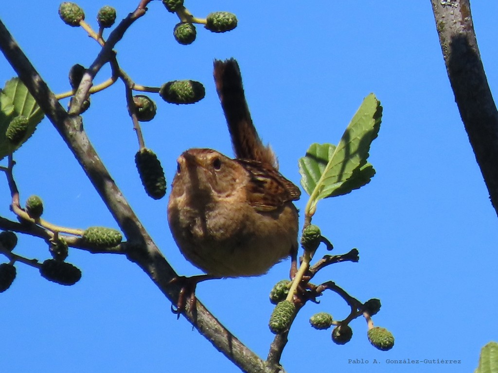 Травяной крапивник - ML645870208