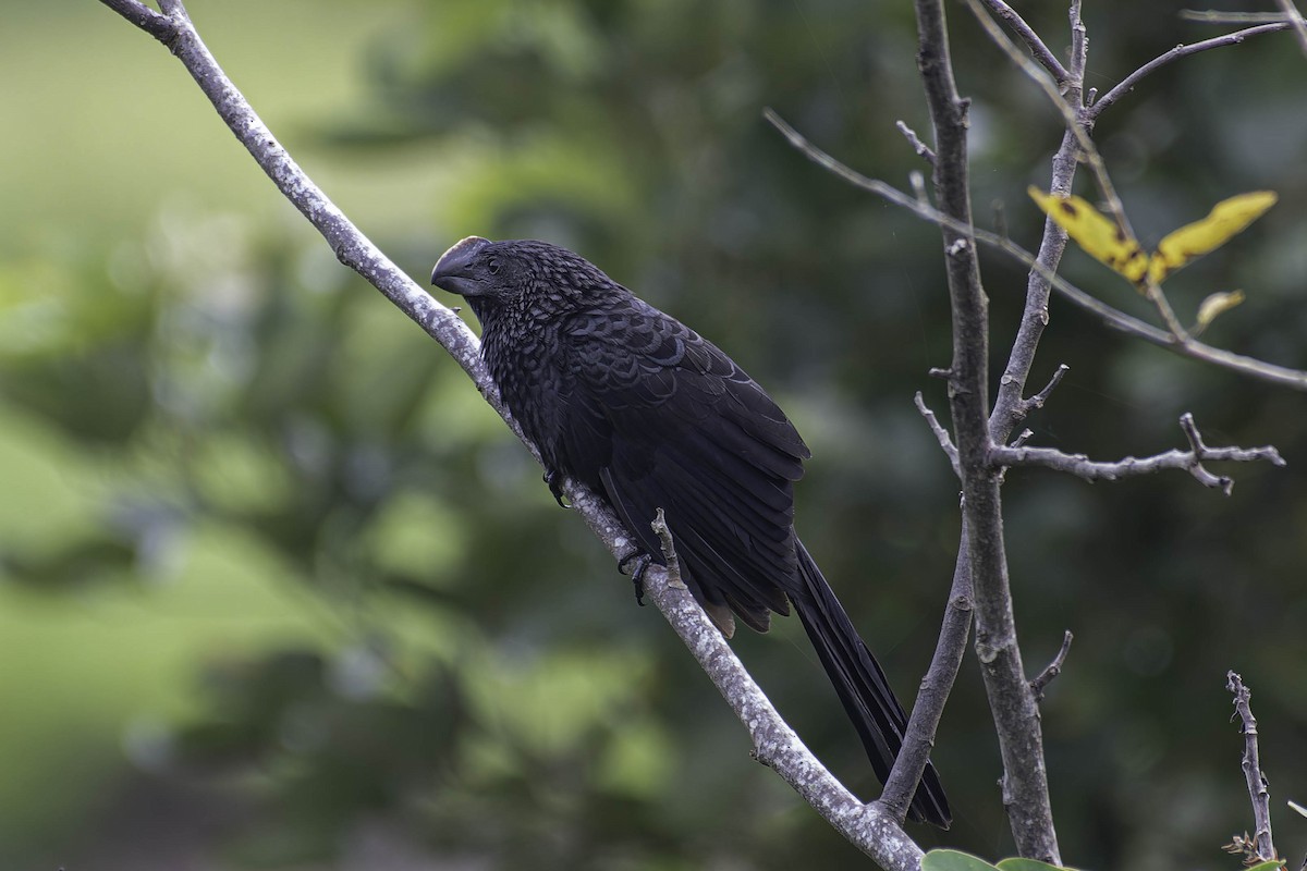 Smooth-billed Ani - ML645870212