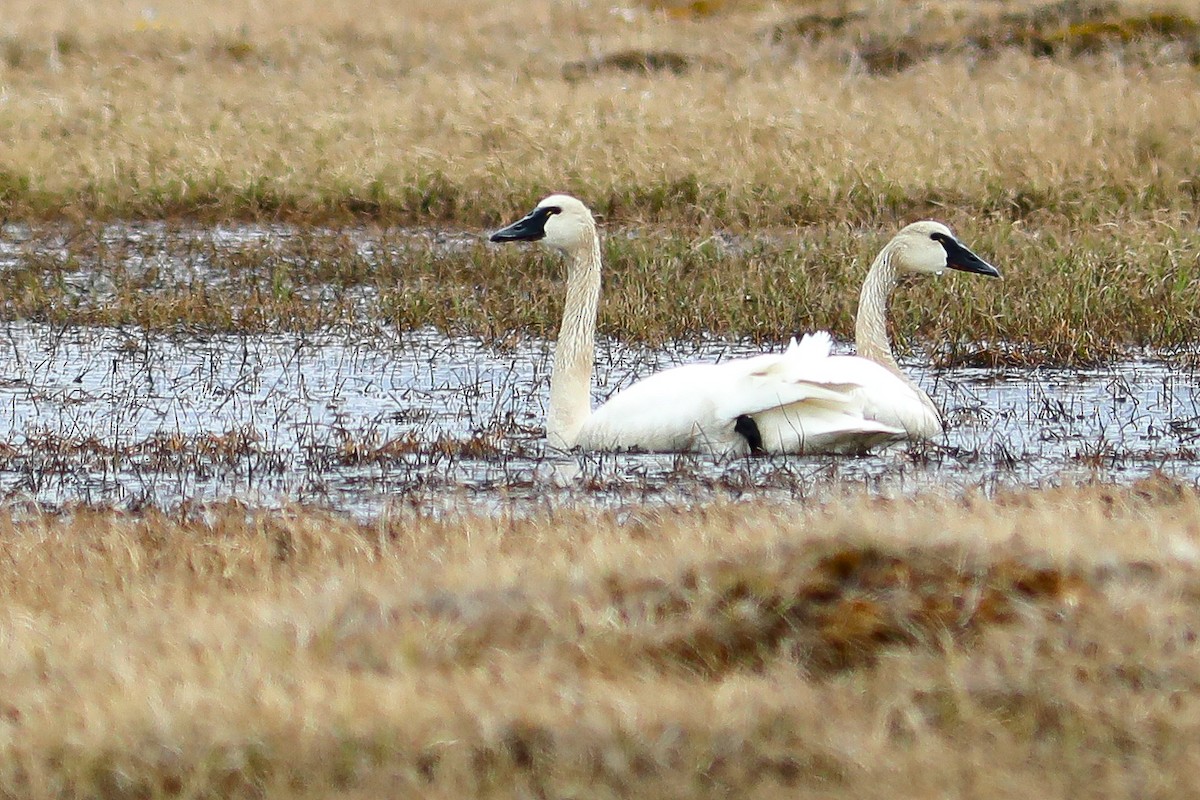 Cygne siffleur - ML645870213