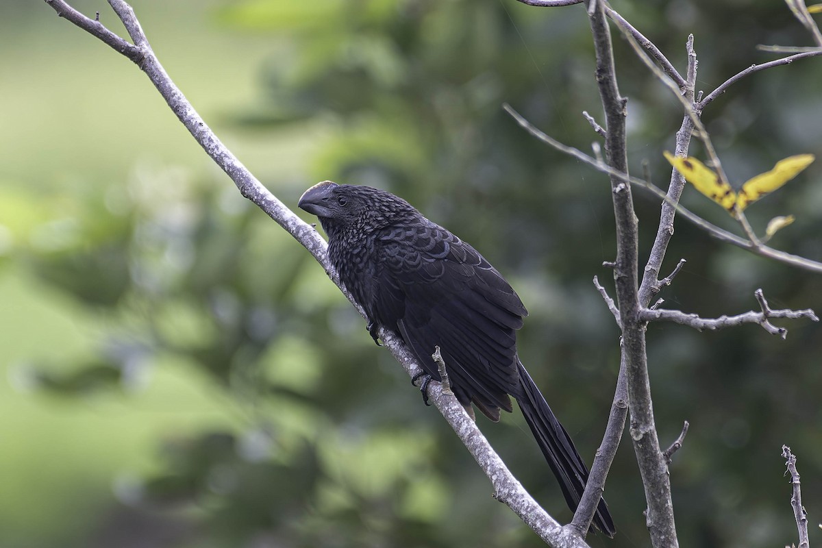 Smooth-billed Ani - ML645870214