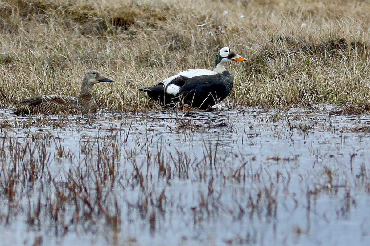 Eider à lunettes - ML645870221