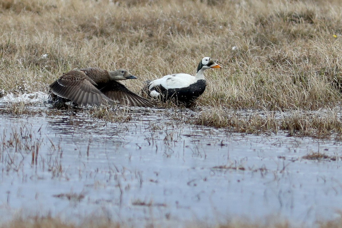 Eider à lunettes - ML645870223