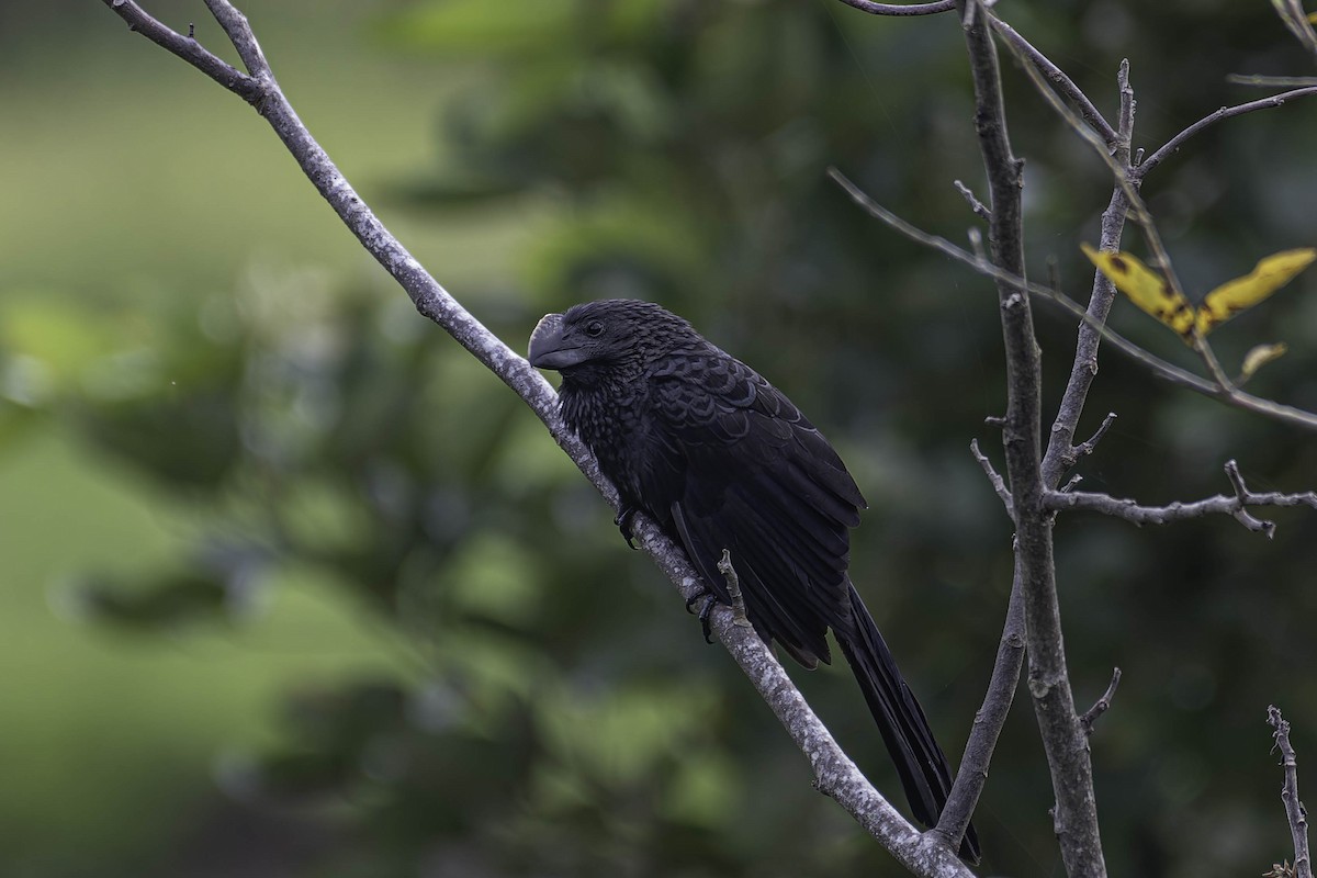 Smooth-billed Ani - ML645870224