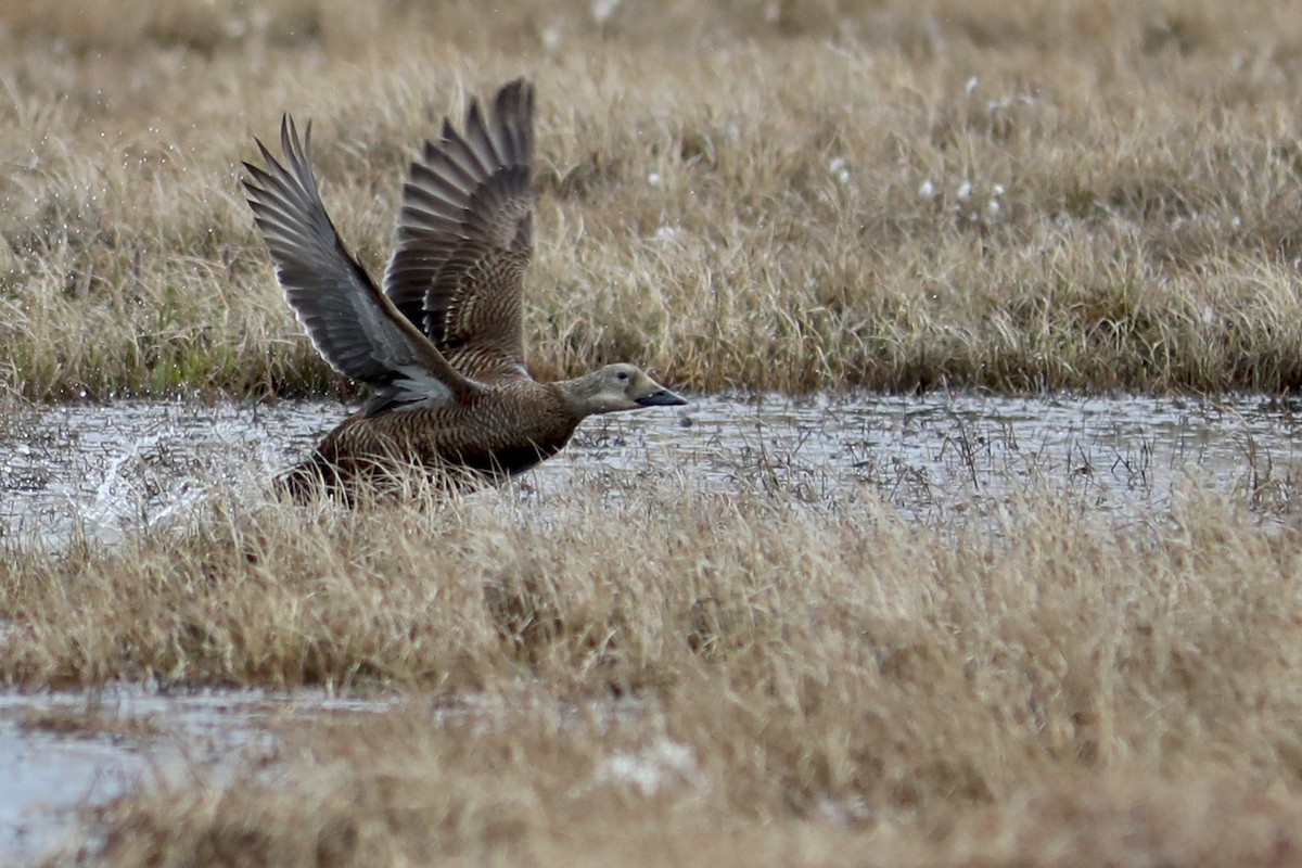 Eider à lunettes - ML645870229