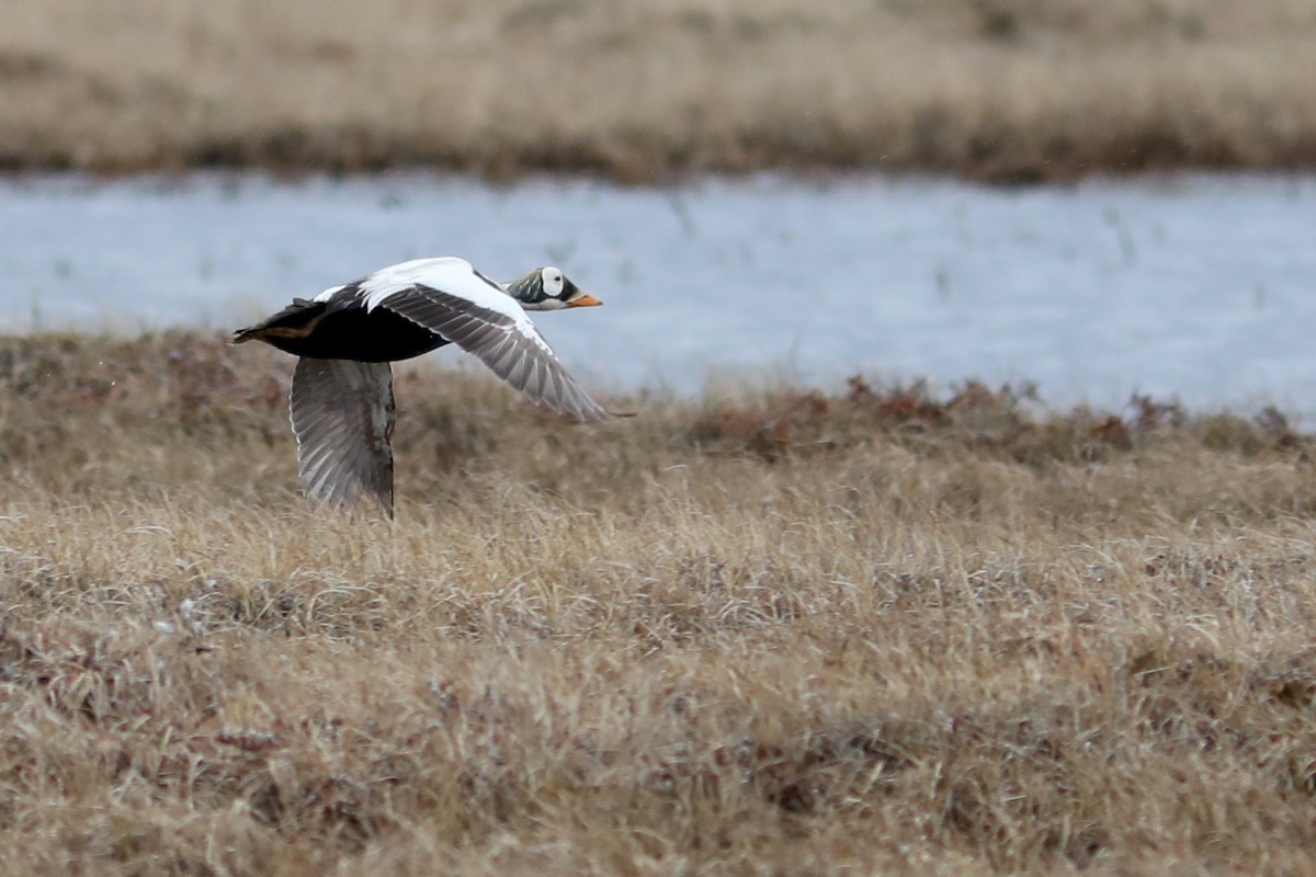Eider à lunettes - ML645870232