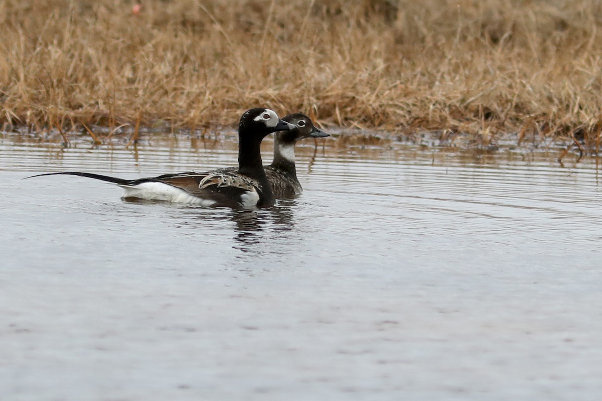 Harelde kakawi - ML645870239