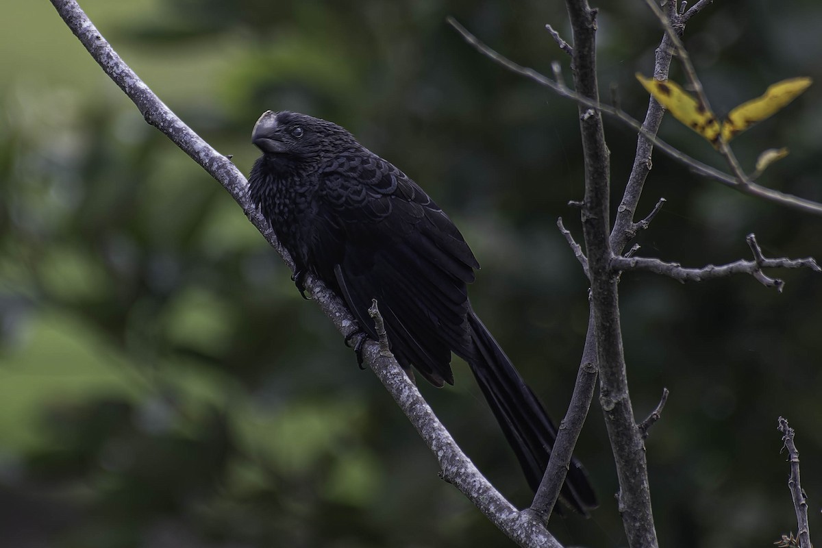 Smooth-billed Ani - ML645870241