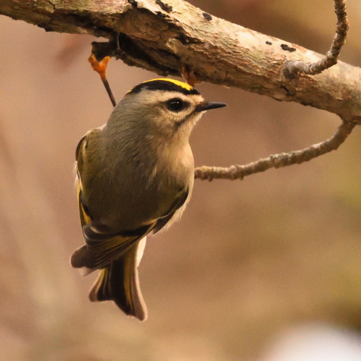 アメリカキクイタダキ - ML645870247