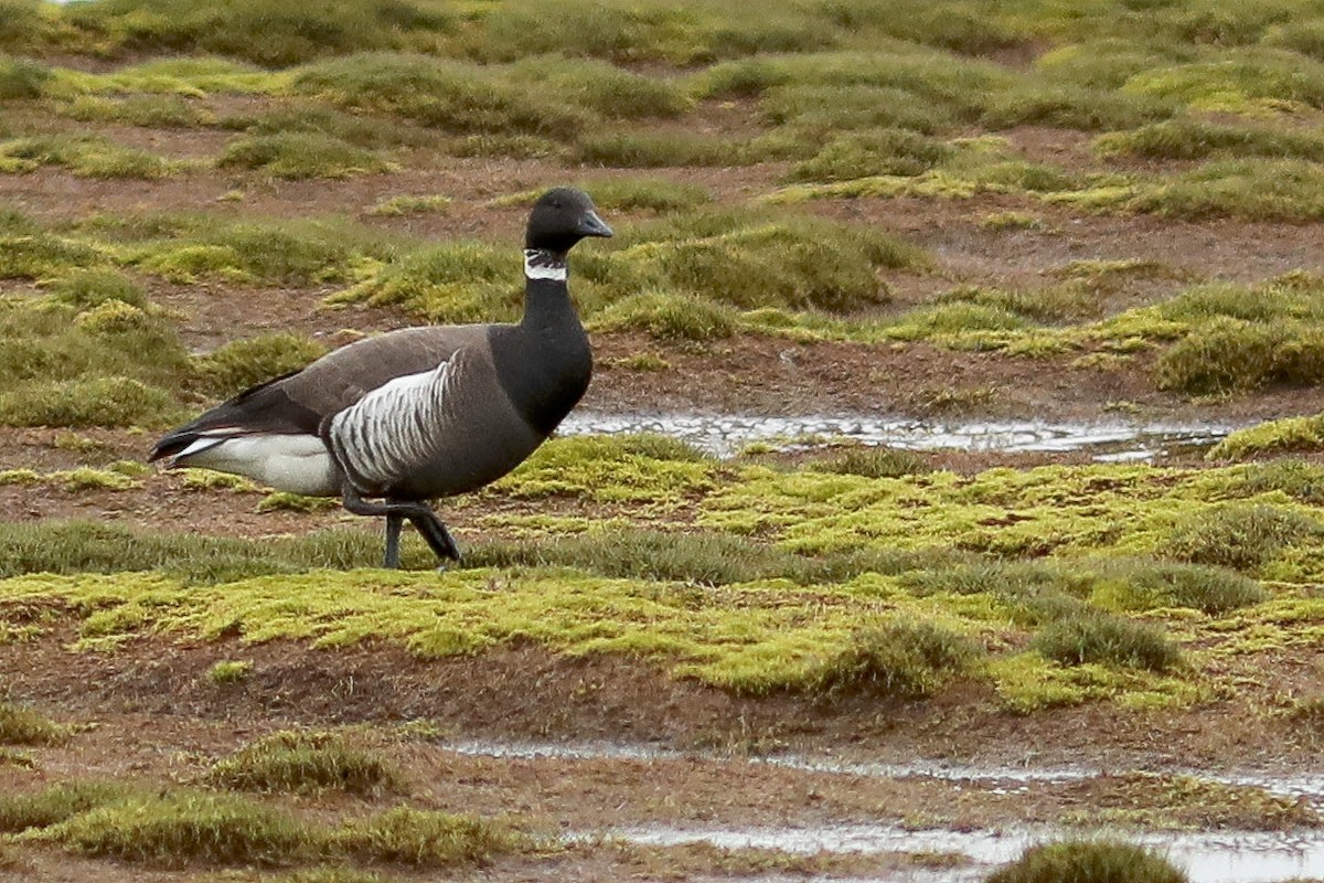 Bernache cravant - ML645870248