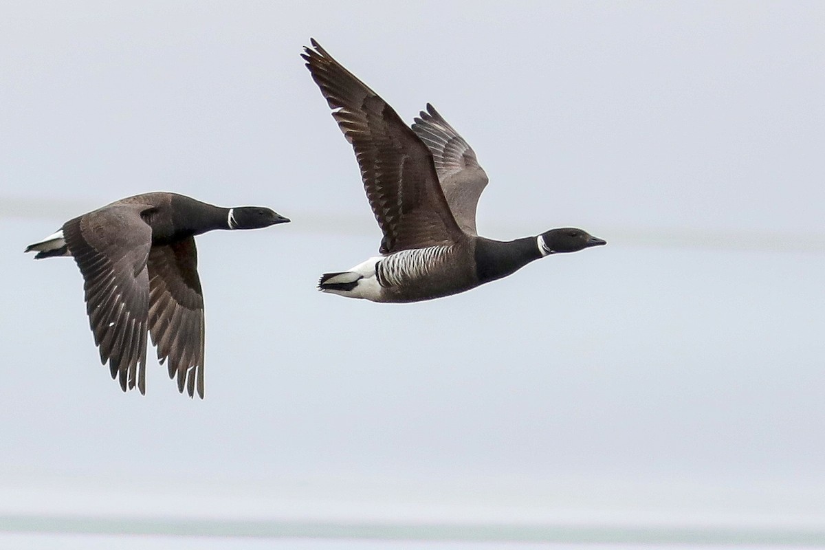 Bernache cravant - ML645870249