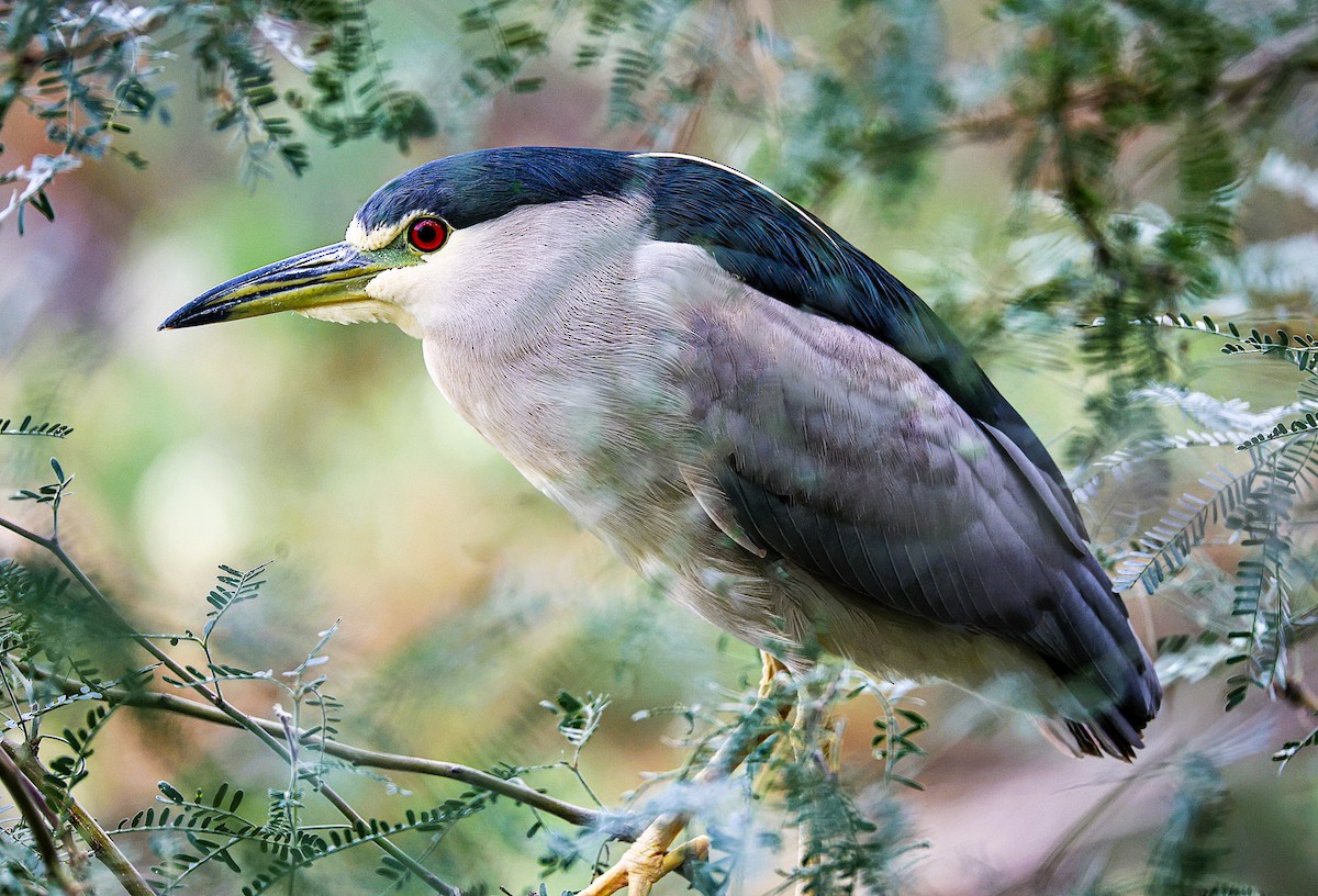Black-crowned Night Heron - ML645870258