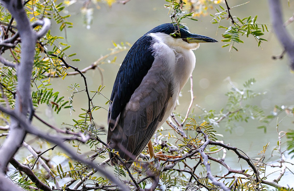 Black-crowned Night Heron - ML645870259