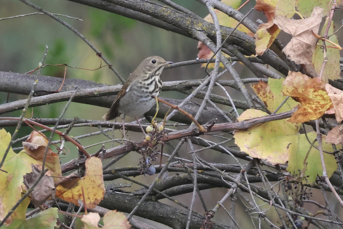 Hermit Thrush - ML645870268