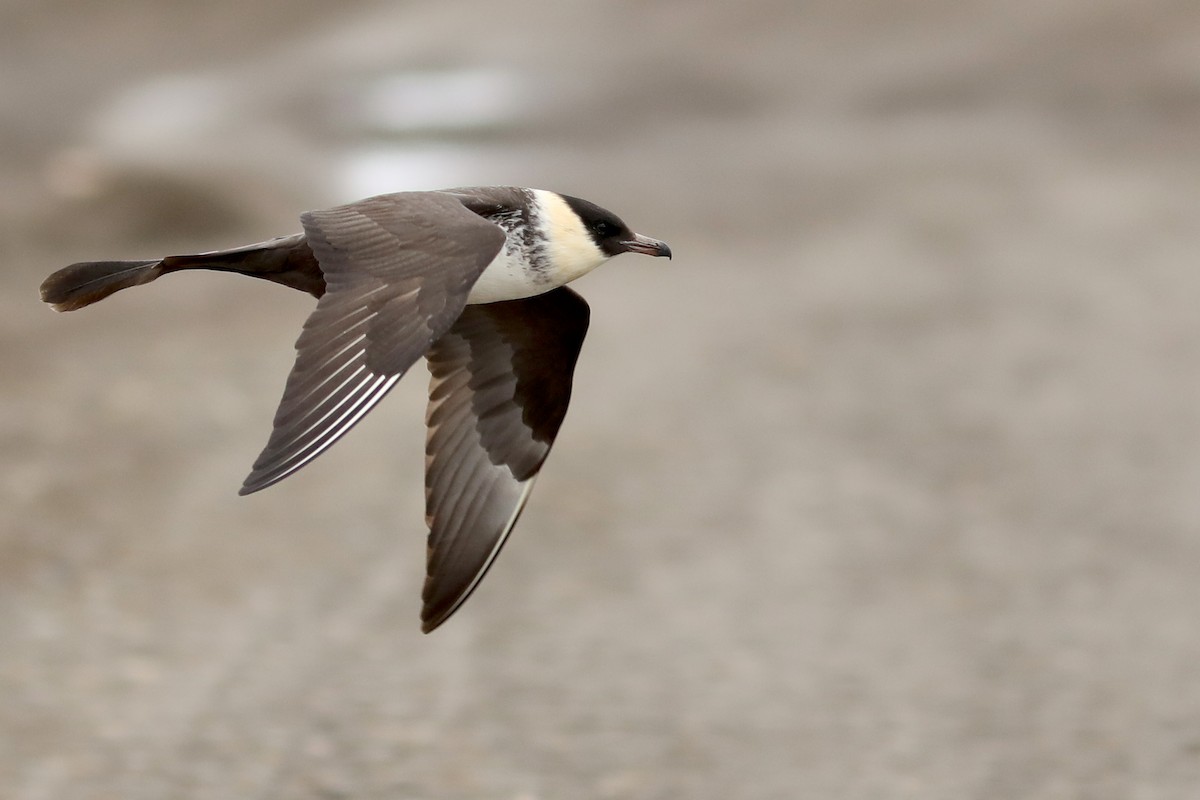 Labbe pomarin - ML645870269