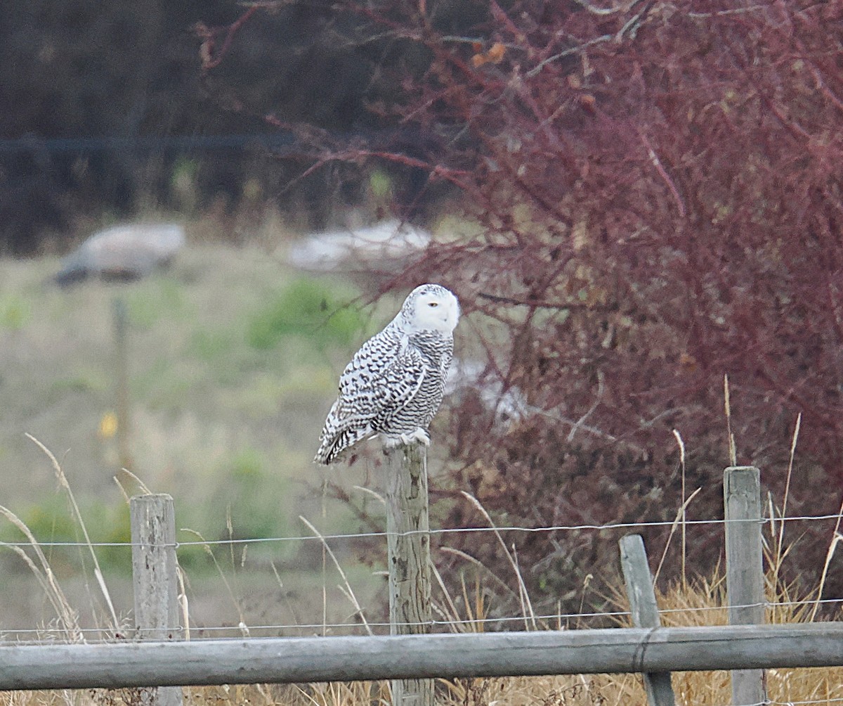 Snowy Owl - ML645870271