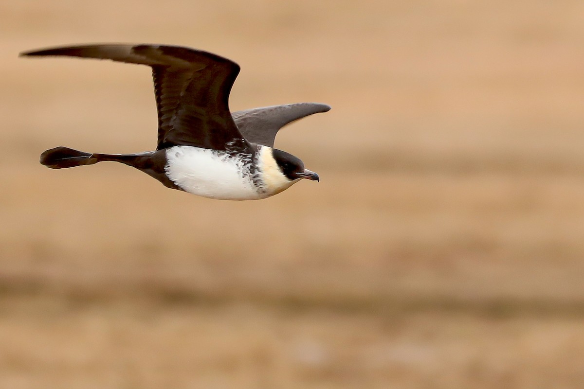 Labbe pomarin - ML645870272