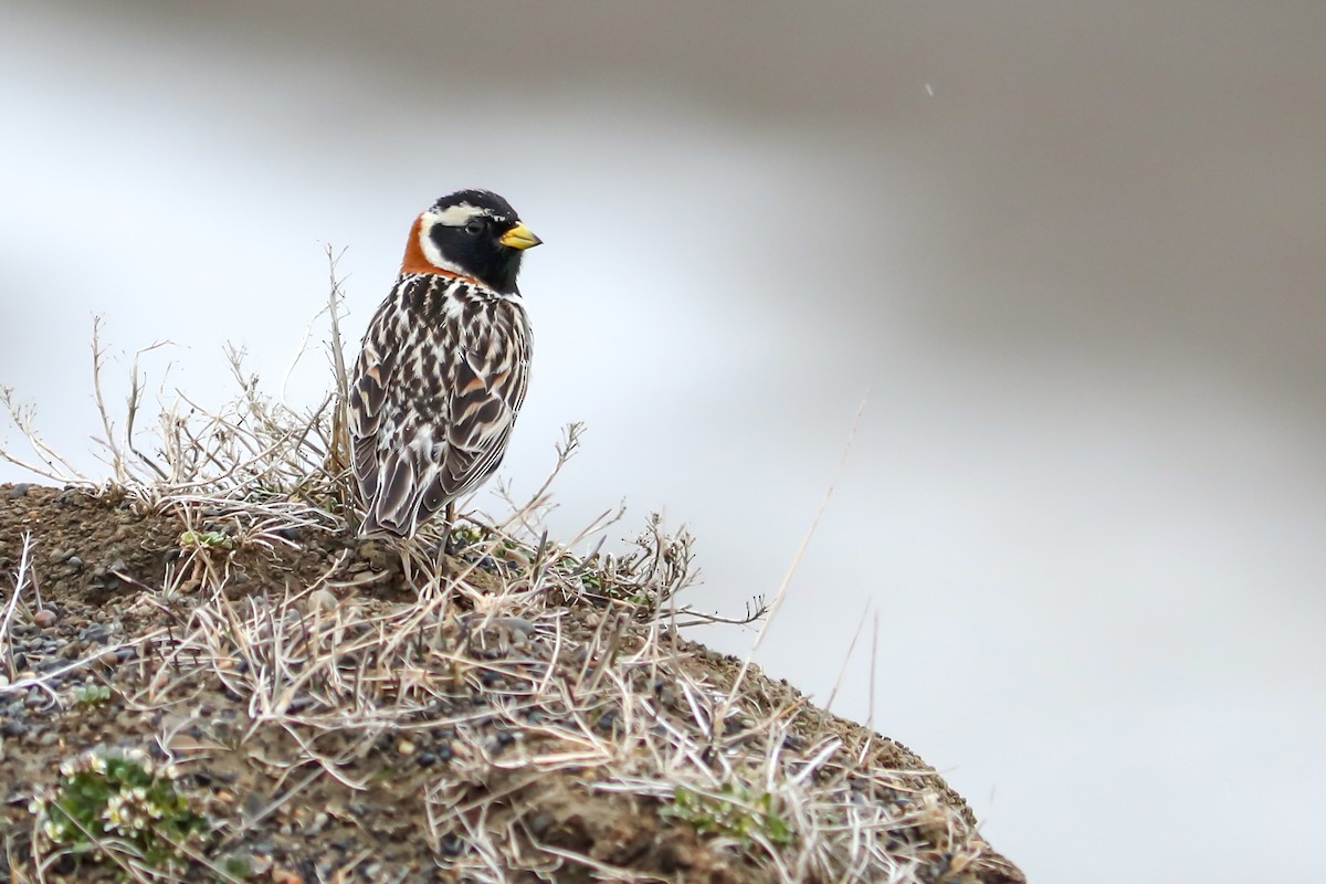 Plectrophane lapon - ML645870283