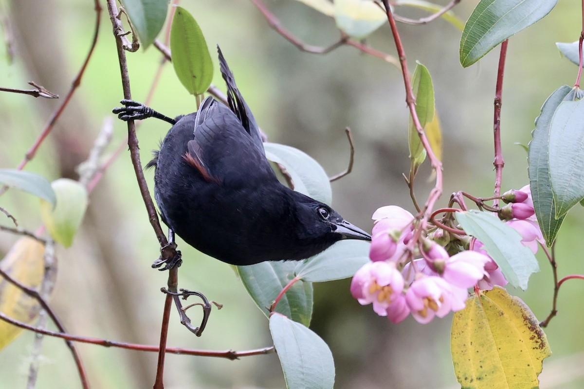 Mountain Grackle - ML645870284