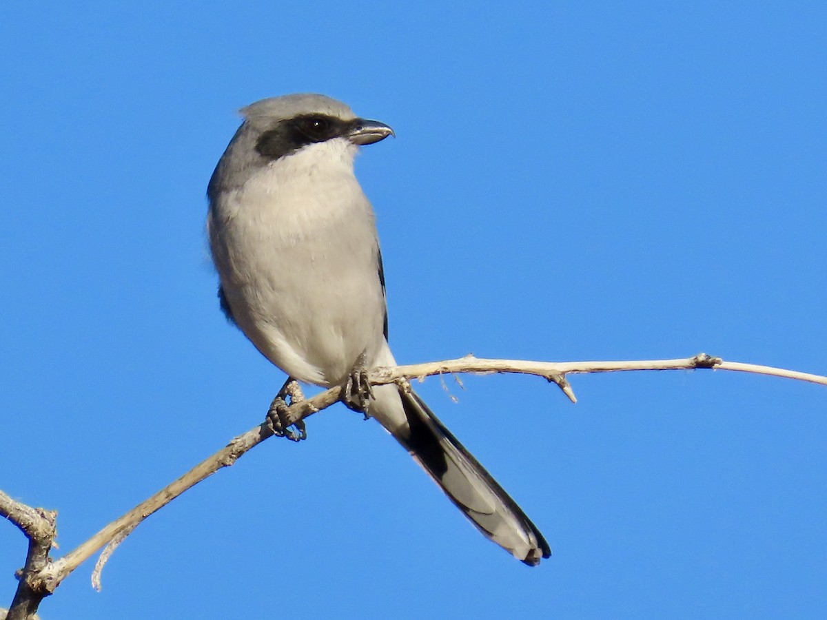 Loggerhead Shrike - ML645870287