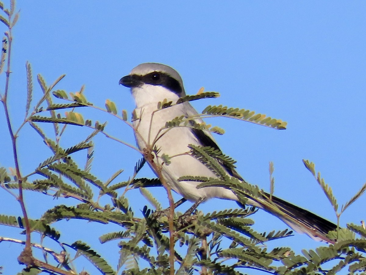 Loggerhead Shrike - ML645870288