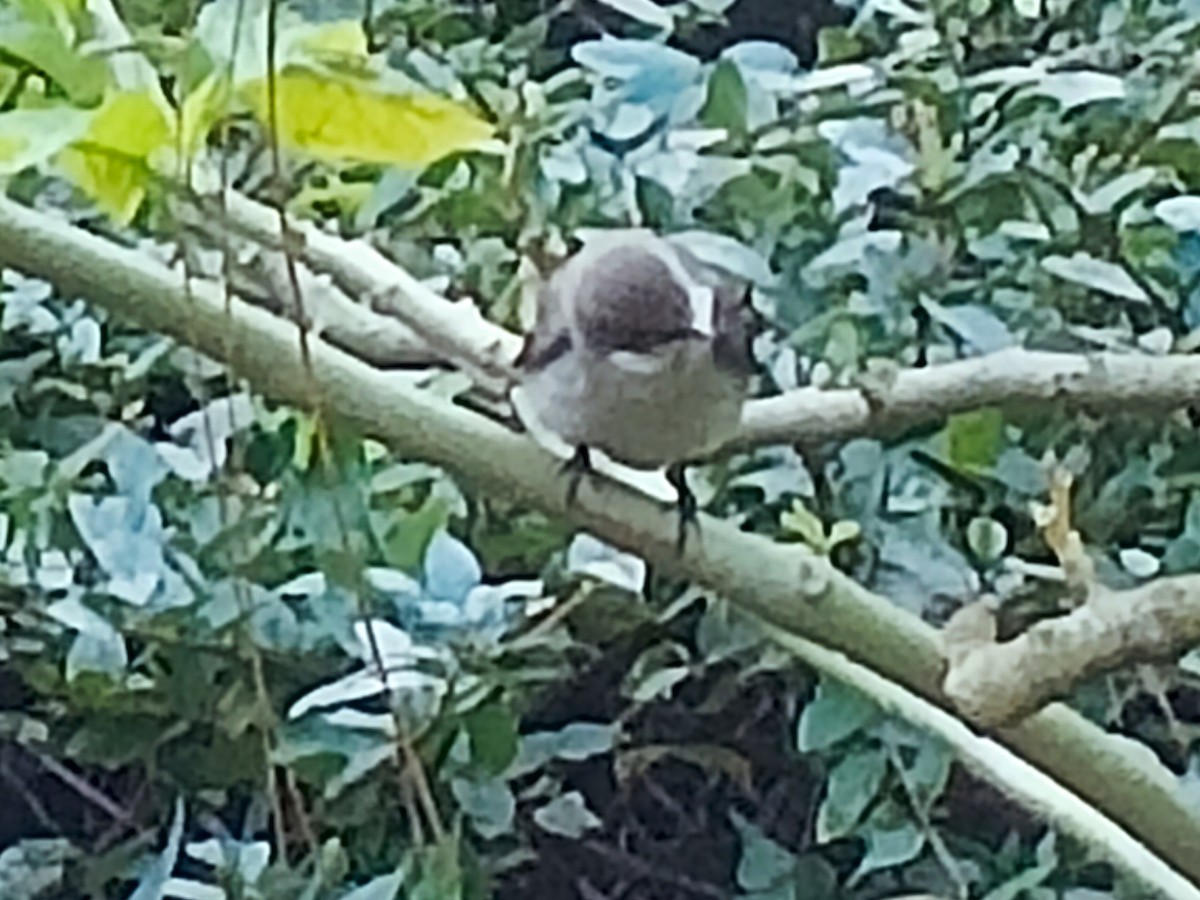 European Pied Flycatcher - ML645870289