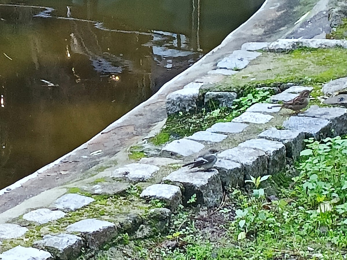 European Pied Flycatcher - ML645870290