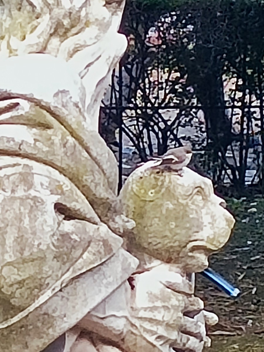 European Pied Flycatcher - ML645870291