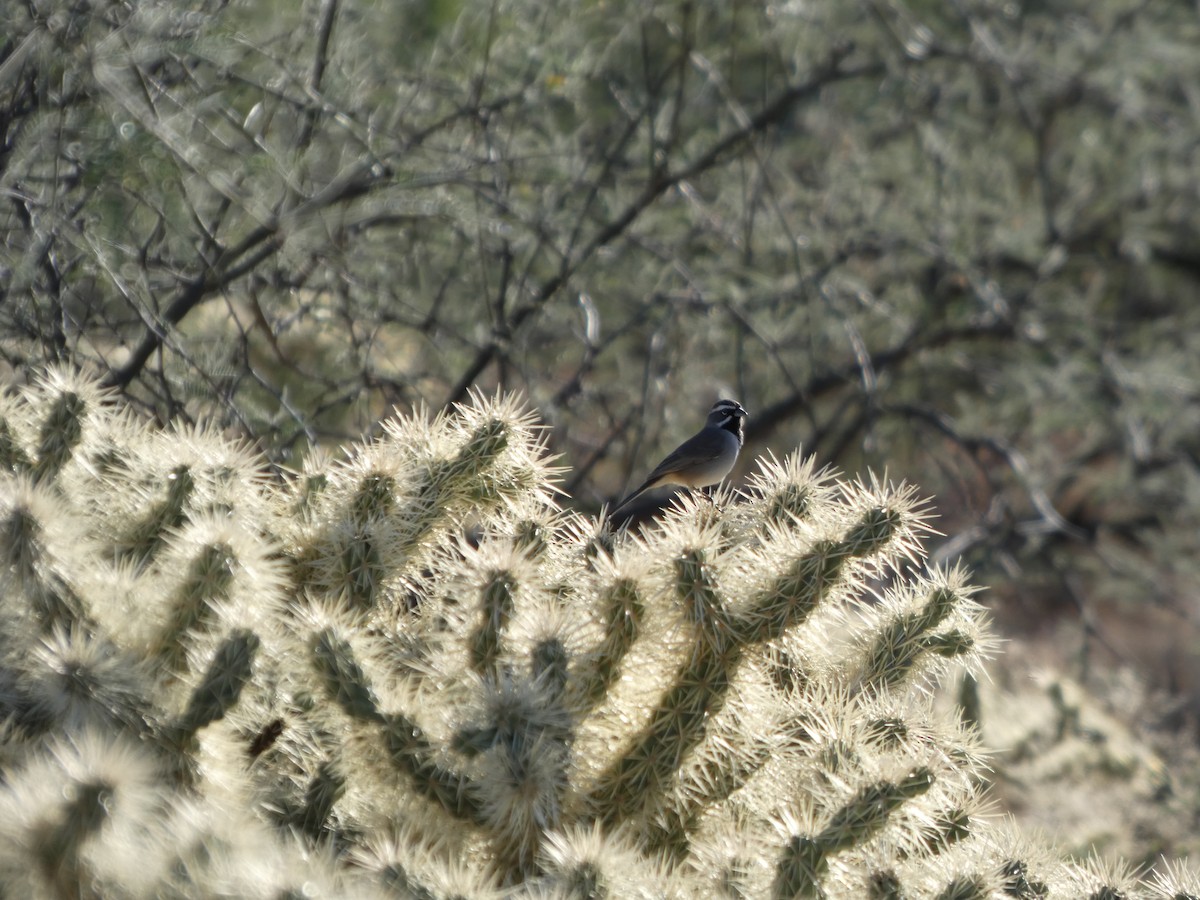 Black-throated Sparrow - ML645870292