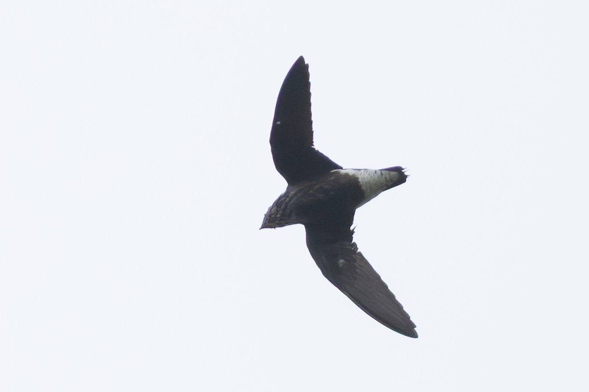 needletail sp. - ML645870304