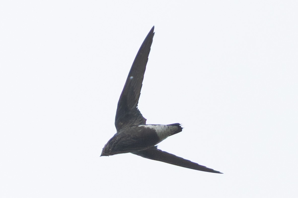 needletail sp. - ML645870305