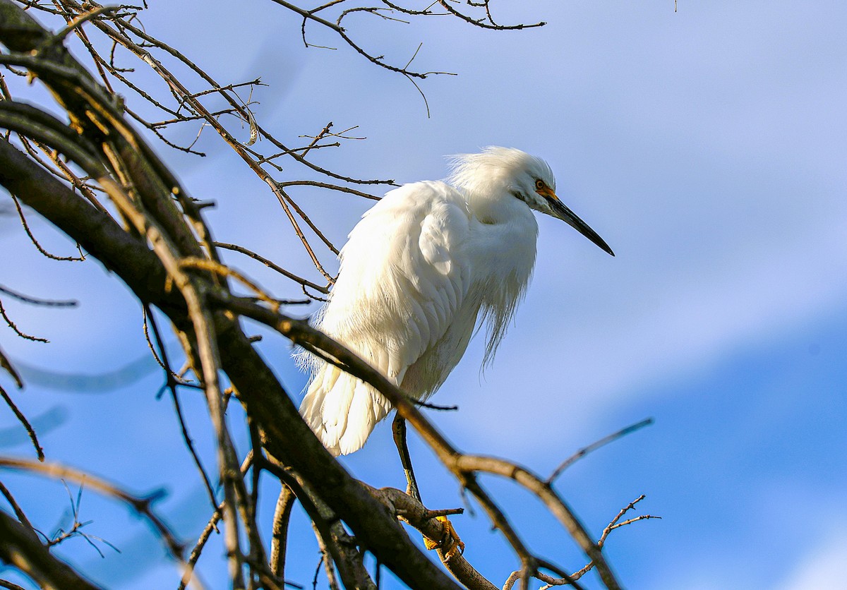 Snowy Egret - ML645870308