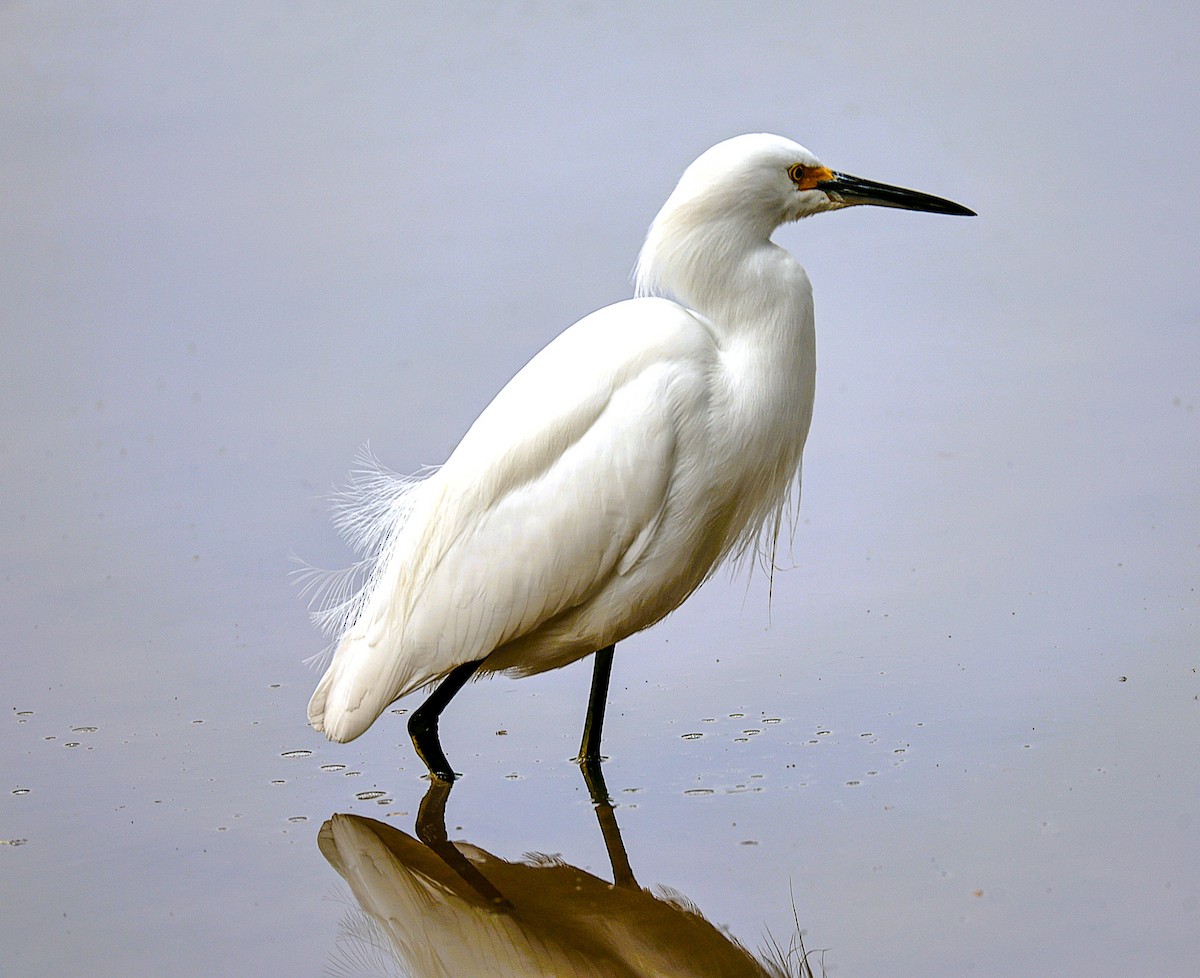 Snowy Egret - ML645870309