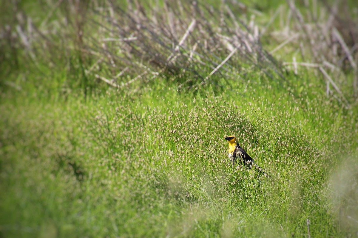 Carouge à tête jaune - ML645870312