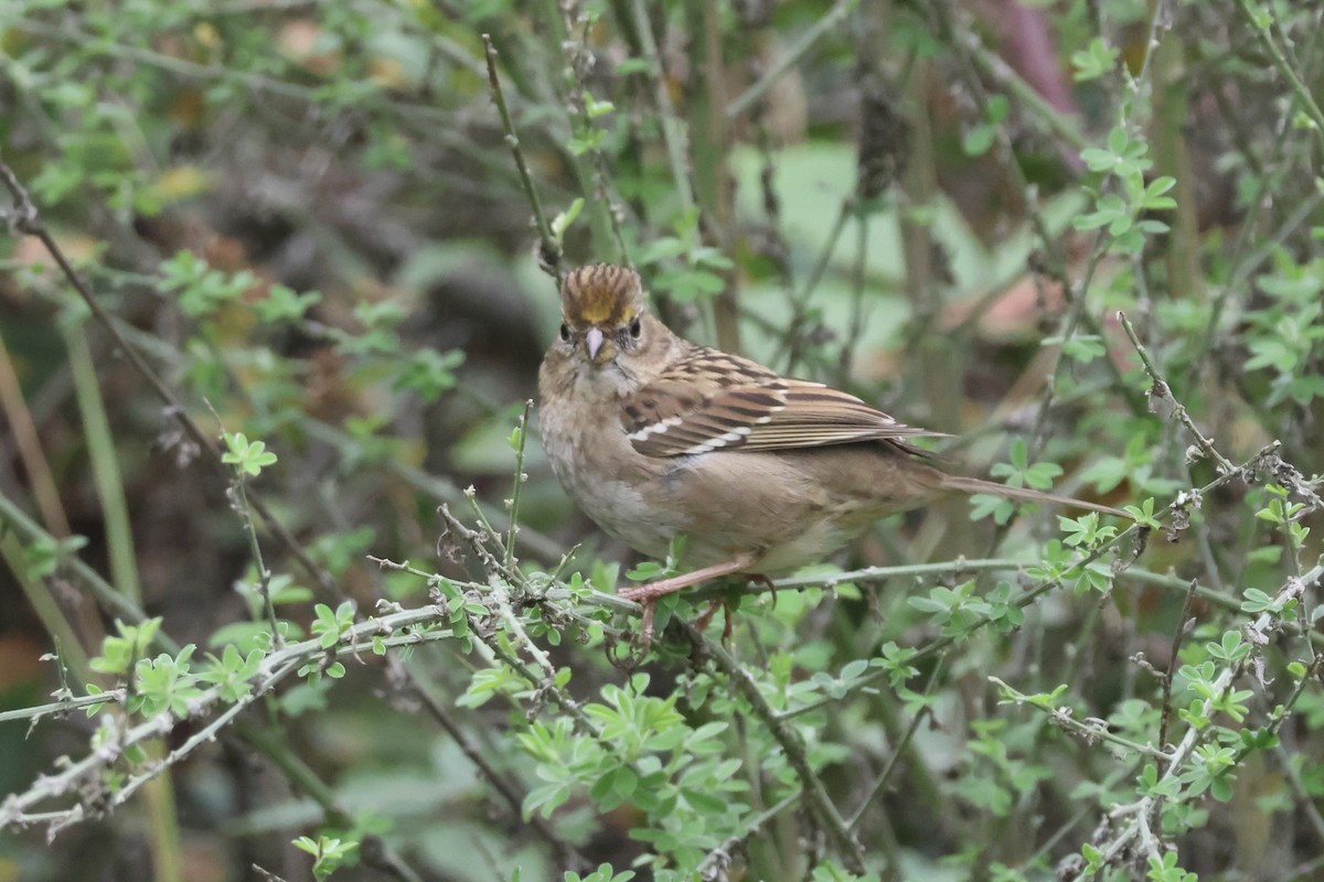 Golden-crowned Sparrow - ML645870313