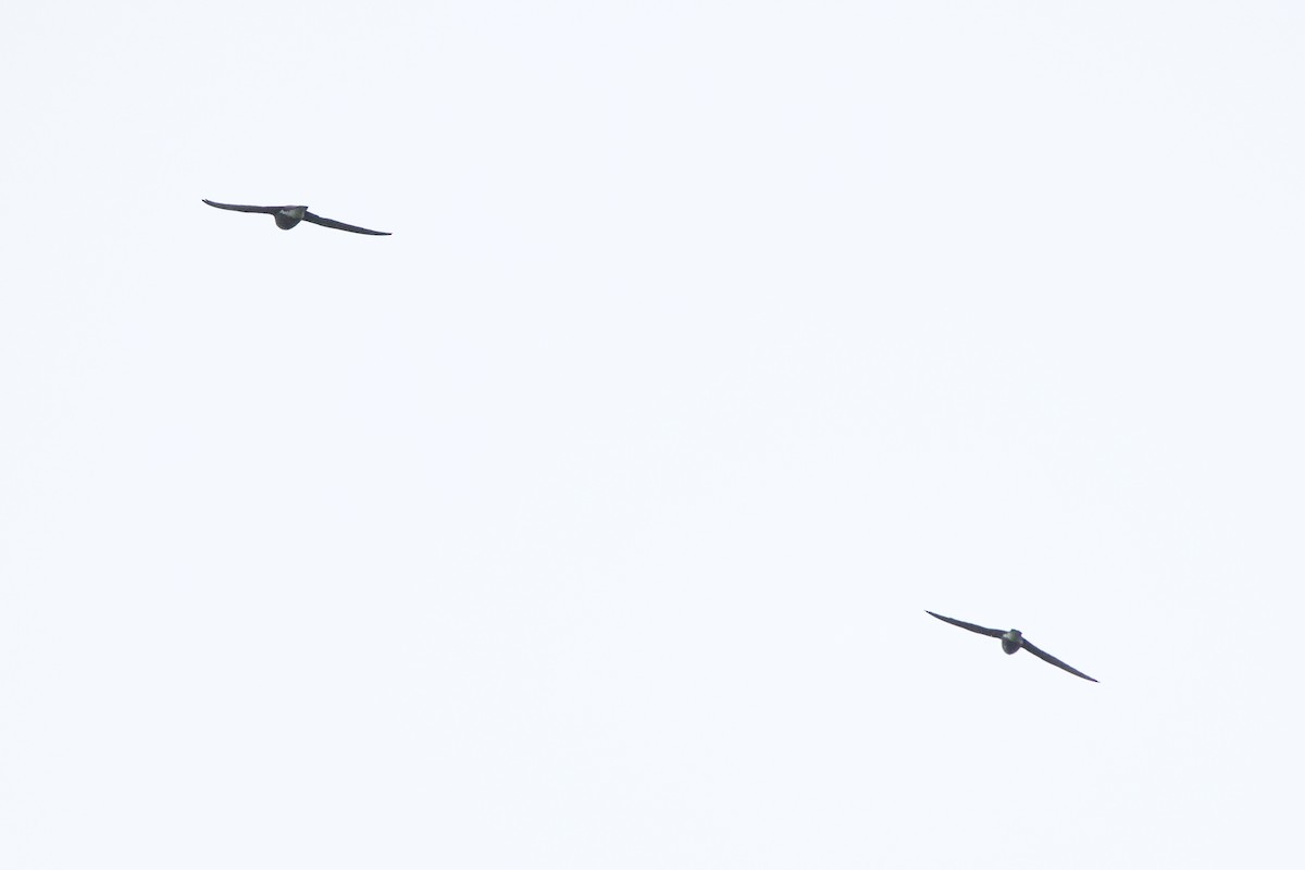 needletail sp. - ML645870316