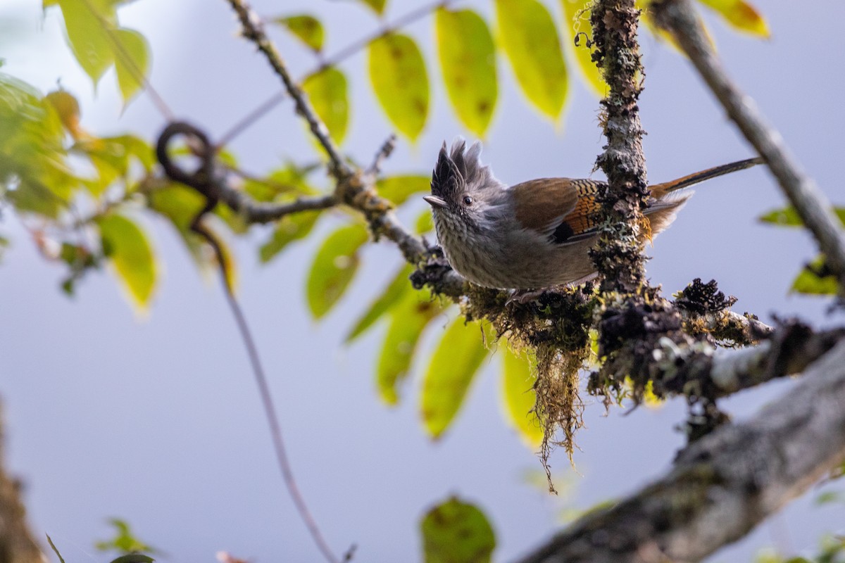 Streak-throated Barwing - ML645870319