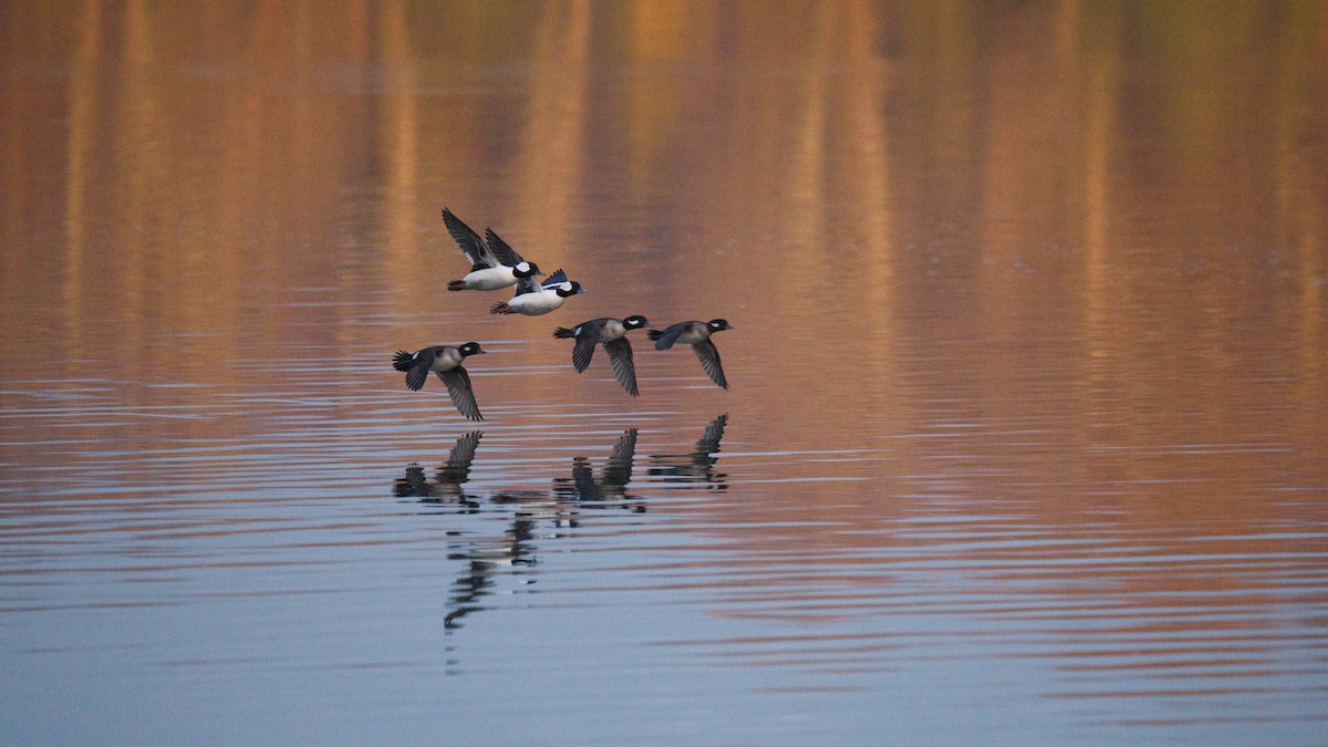 Bufflehead - ML645870322
